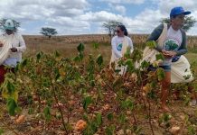 Agreste paraibano recebe dia de campo sobre algodão agroecológico