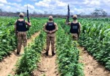 Polícia destrói 100 mil pés de maconha em fazenda no Cariri da Paraíba