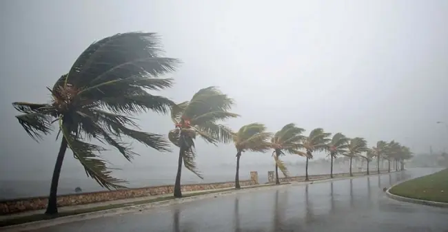 vento-ventania-coqueiros-litoral.jpg